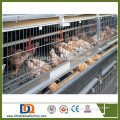 H type Automatic manure removal layers battery cages